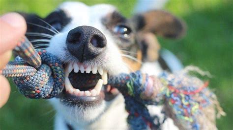 Arti Mimpi Anjing Secara Spiritual Menurut Islam Dan Primbon Jawa