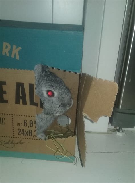 Terminator Bunny Rrabbits