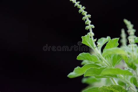 In Selective Focus Thai Holy Basil Leaves With Green Flowers Growing In