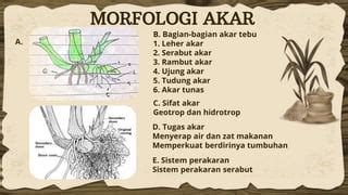 Botani Tanaman Saccharum Officinarum Tebu Morfologi Lengkap Tanaman