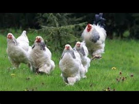 Brahma Chicken Breed Fancy Chicken Brahma Murga Biggest Brahma