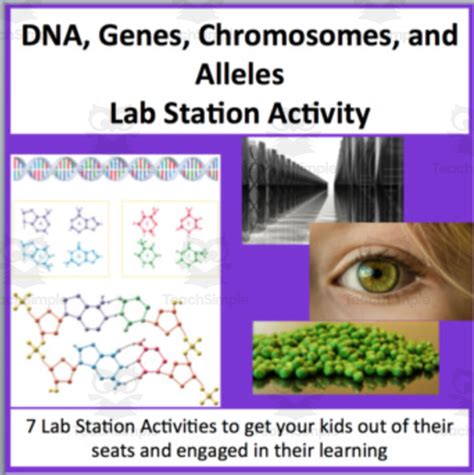 Dna Genes Chromosomes And Alleles Lab Station Activity By Teach Simple