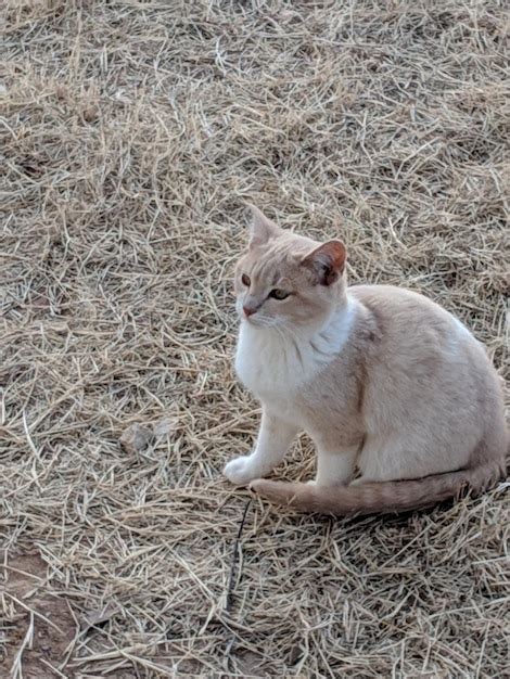 Gato Sentado En Un Campo Foto Premium