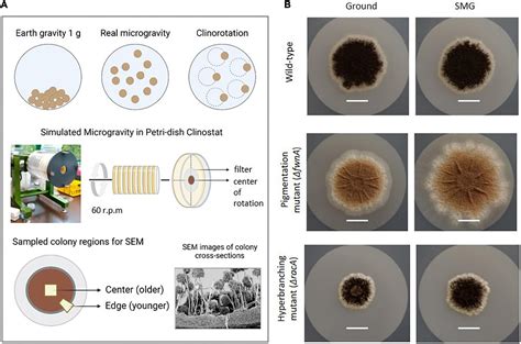 Frontiers Colony Growth And Biofilm Formation Of Aspergillus Niger