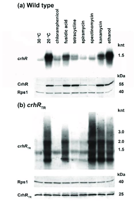 Crhr Translation Is Pre Initiated At C A Wild Type And B