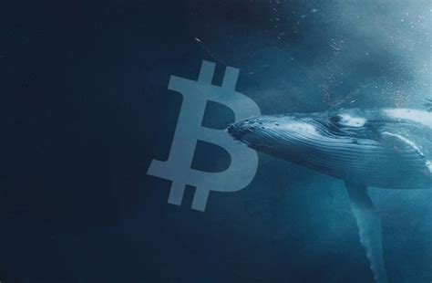 Bitcoin Whale Activity Declines Potential Market Implications Coinspress