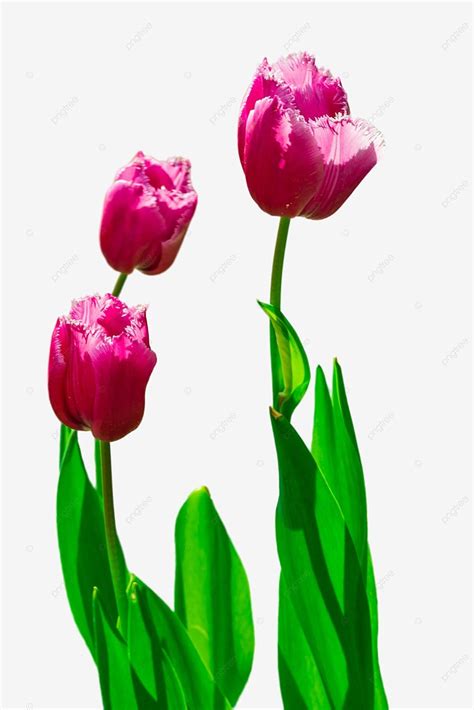 Purple Tulip Watch Plant Fresh Flowers Png Transparent Image And