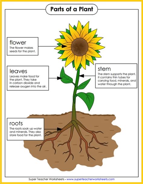 Parts Of A Plant Poster