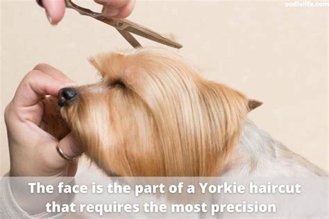 How To Cut Yorkie Hair Step By Step Guide Oodle Life