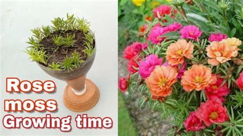 How To Grow Rose Moss From Cuttings And Growing Time Youtube