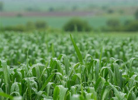 Is It Better To Mow Before Or After It Rains