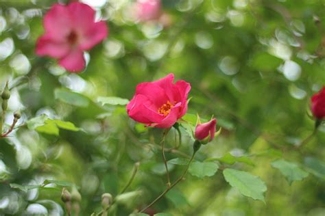 Rosas Rosal Naturaleza Foto Gratis En Pixabay Pixabay