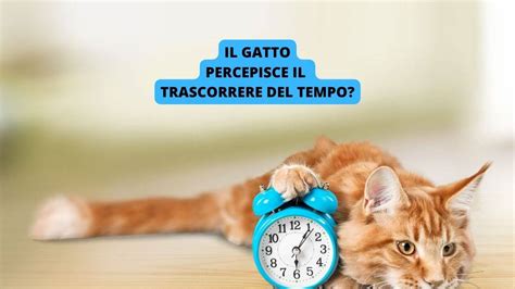 Il Gatto Percepisce Il Tempo Come Vive Micio Lo Scorrere Dei Giorni