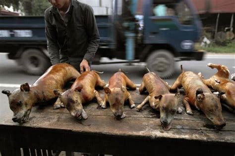 Manger Du Chien Au Vietnam Clairage Sur Une Tradition Mal Comprise