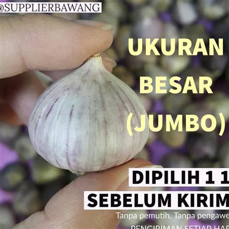 Jual Bawang Putih Tunggal Bawang Lanang Super Ukuran Besar Jumbo