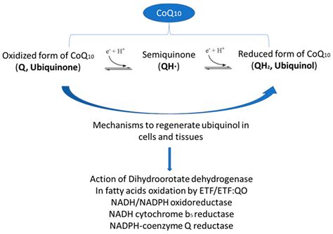 Ijms Free Full Text Coenzyme Q10 Supplementation For The Reduction Of Oxidative Stress