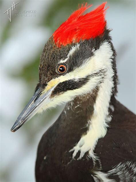 Pileatedwoodpecker3 By Tim Hopwood Bird Canada