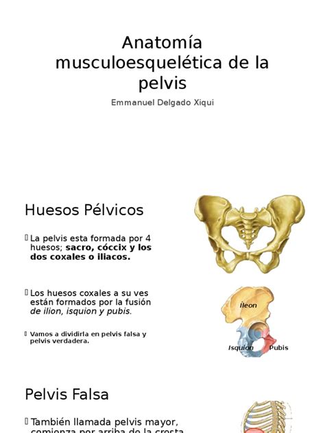 Pdf Pelvis Osea Obste Dokumen Tips