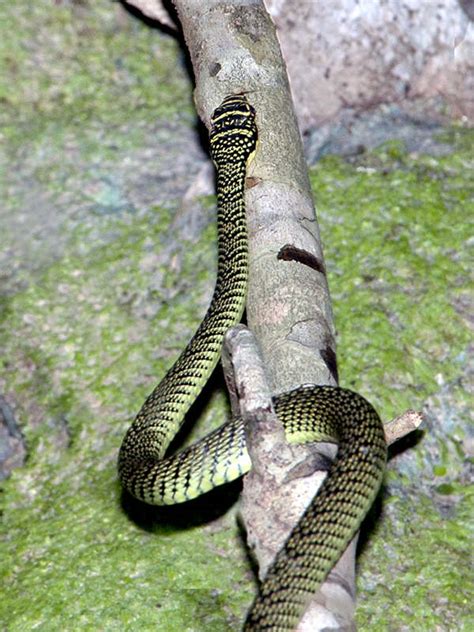 Golden Tree Snake - Chrysopelea ornata