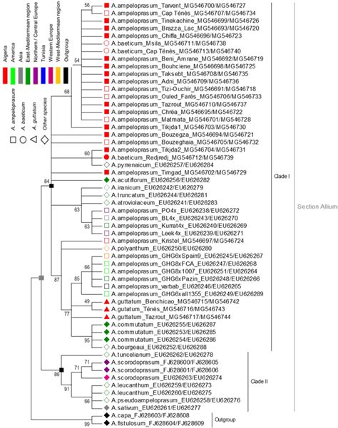 Phylogenetic Tree Resulting From A Maximum Likelihood Analysis Based On Download Scientific