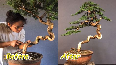 How To Bend A Bonsai Great Bonsai Bending Skills 64 Youtube