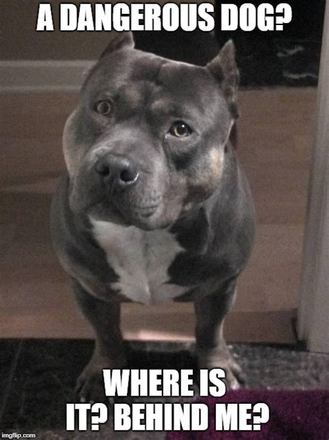 Funny Pitbull Memes