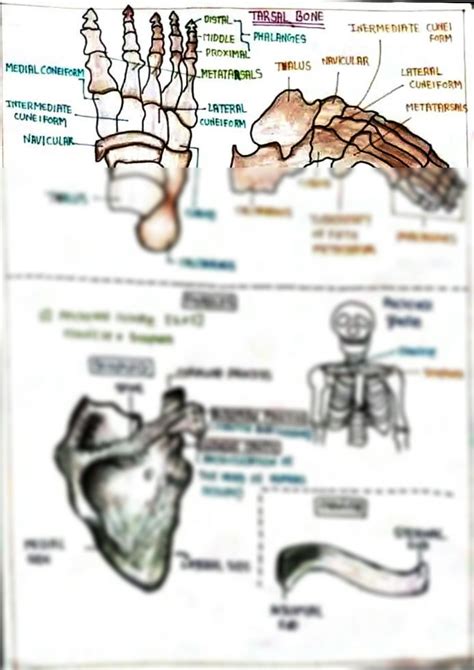 SOLUTION: Human skeleton structure and function image's with name ...