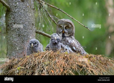 Great Grey Owl Baby