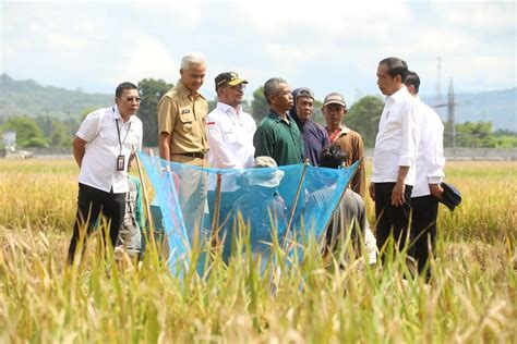 Produksi Gabah Di Kebumen Ditargetkan Capai 428 000 Ton Bupati Arif