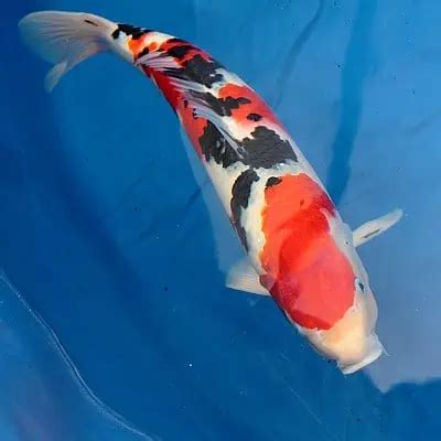 Guide To Taisho Sanshoku Sanke Koi Updated Pond Informer