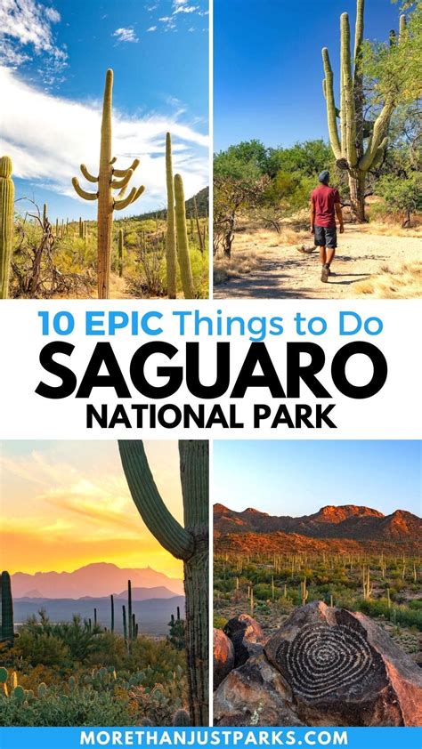 Amazing Things To Do In Saguaro National Park Photos Artofit