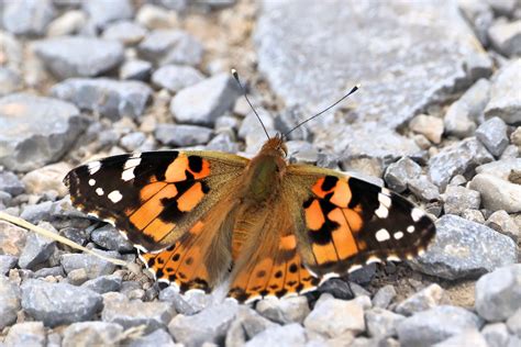 Vanessa Cardui Cynthia Cardui Belle Dame Ou Vanesse De Flickr