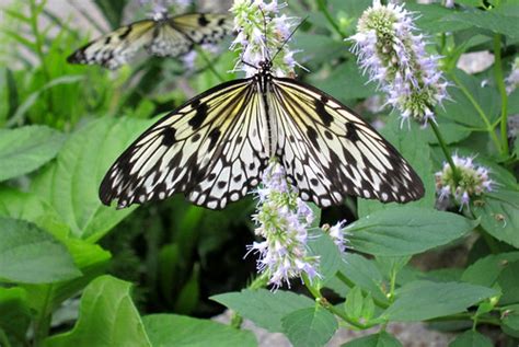 Wings of Fancy: Butterfly Exhibit at Brookside Gardens