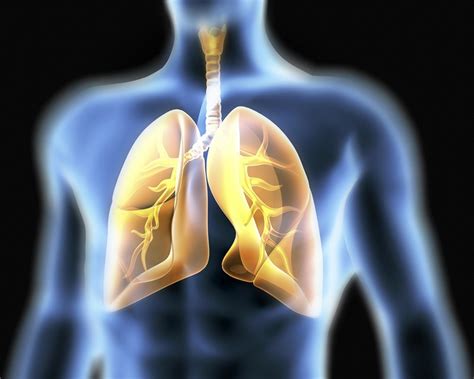 ¿qué Funciones Cumplen Los Pulmones Medicarte