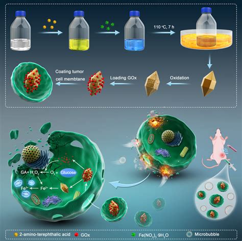 The Diagram Of Fen Gox M Synthesis And Anti Tumor Principle In Vivo