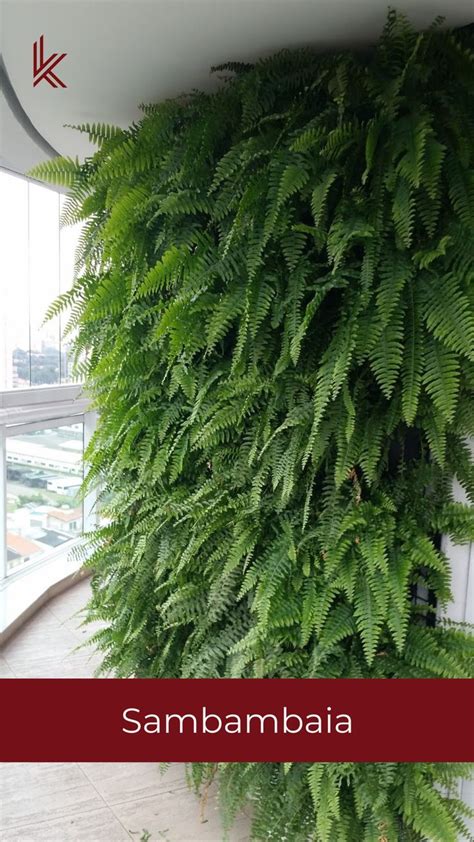 As Melhores Planats Para O Seu Jardim Vertical Tenha Em Casa Plantas