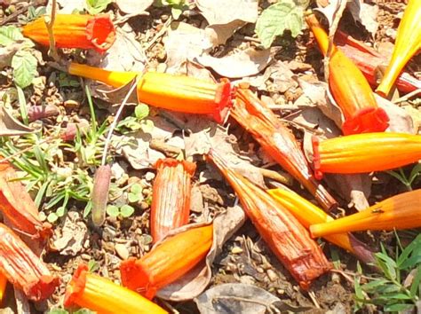 Mayodendron Igneum Pha Tad Ke Botanical Garden