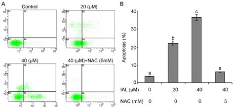 Apoptosis Induced By Isoalantolactone In PC3 Cells A PC3 Cells Were