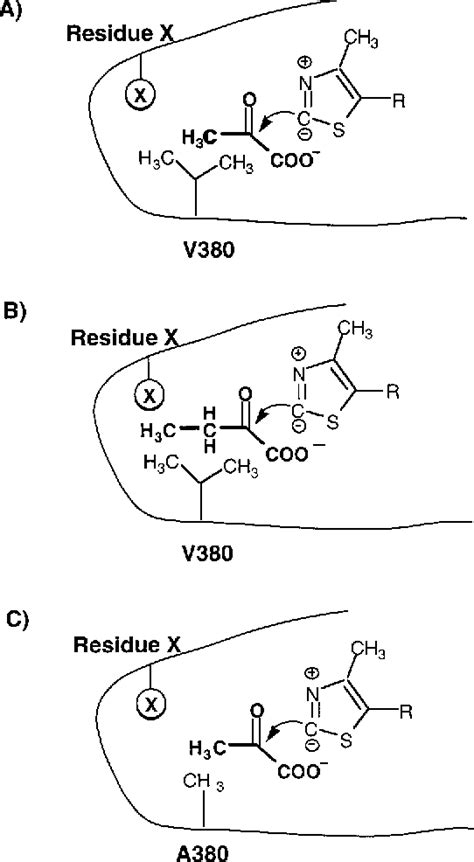 Figure 2 From Conversion Of Escherichia Coli Pyruvate Oxidase To An ‘ α