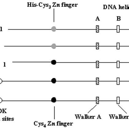 Schematic Representation Of Conserved Sequence Motifs In Some Archaeal