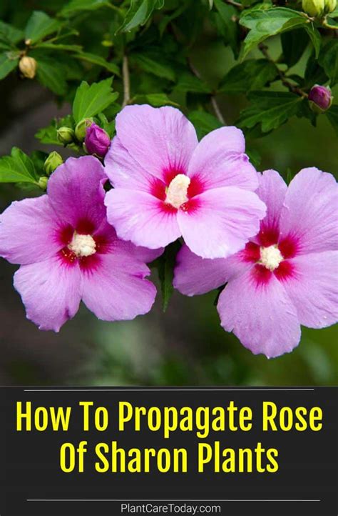 How To Propagate Rose Of Sharon Plants