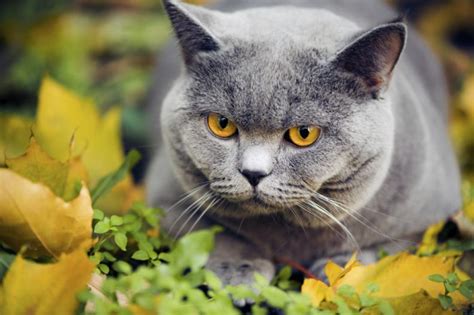 TODAS Las CAUSAS De La Ictericia En Gatos No Te Lo Pierdas