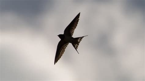 Hirundo Rustica Golondrinas Las Aves Que Reconocerás En Primavera