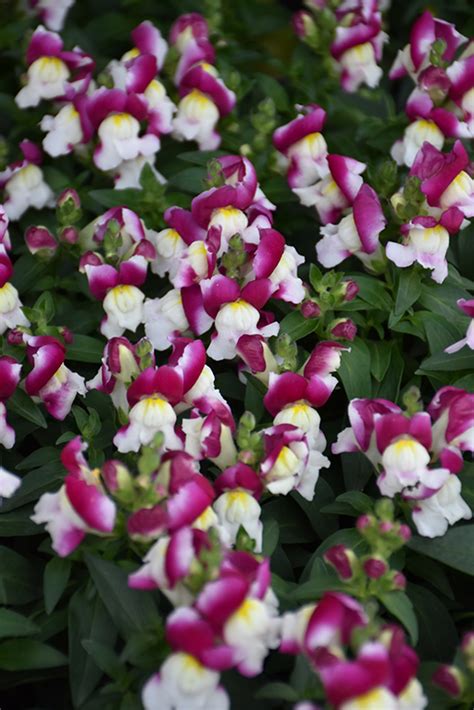 Snapshot Burgundy Bicolor Snapdragon Antirrhinum Majus Pas