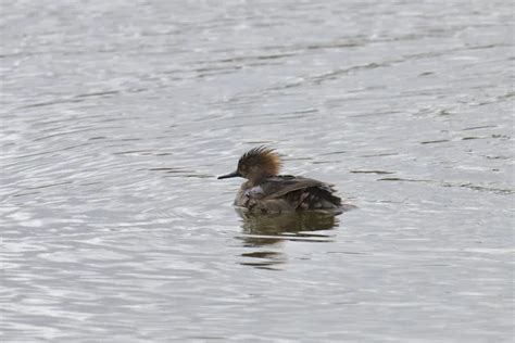 Female Hooded Merganser Stock Photos Royalty Free Female Hooded