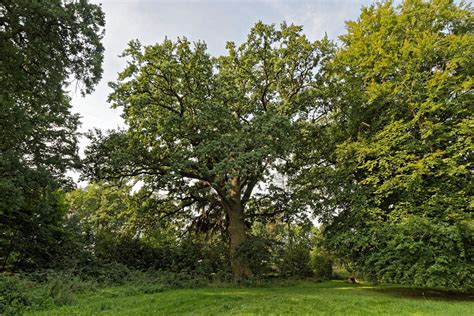 Eiche Im Ehemaligen Gutspark Mesendorf Monumentale Eichen Von Rainer