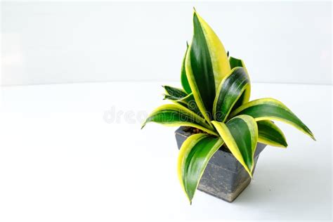 Snake Plant Stock Image Image Of Leaves Foliage Home