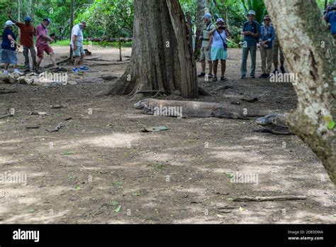 Komodo Dragon The Largest Lizard In The World Walks On The Ground It