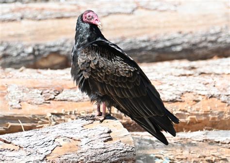 Species Spotlight The Turkey Vulture World Birds