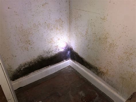 Black Mold